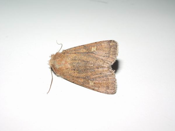 Noctuidae